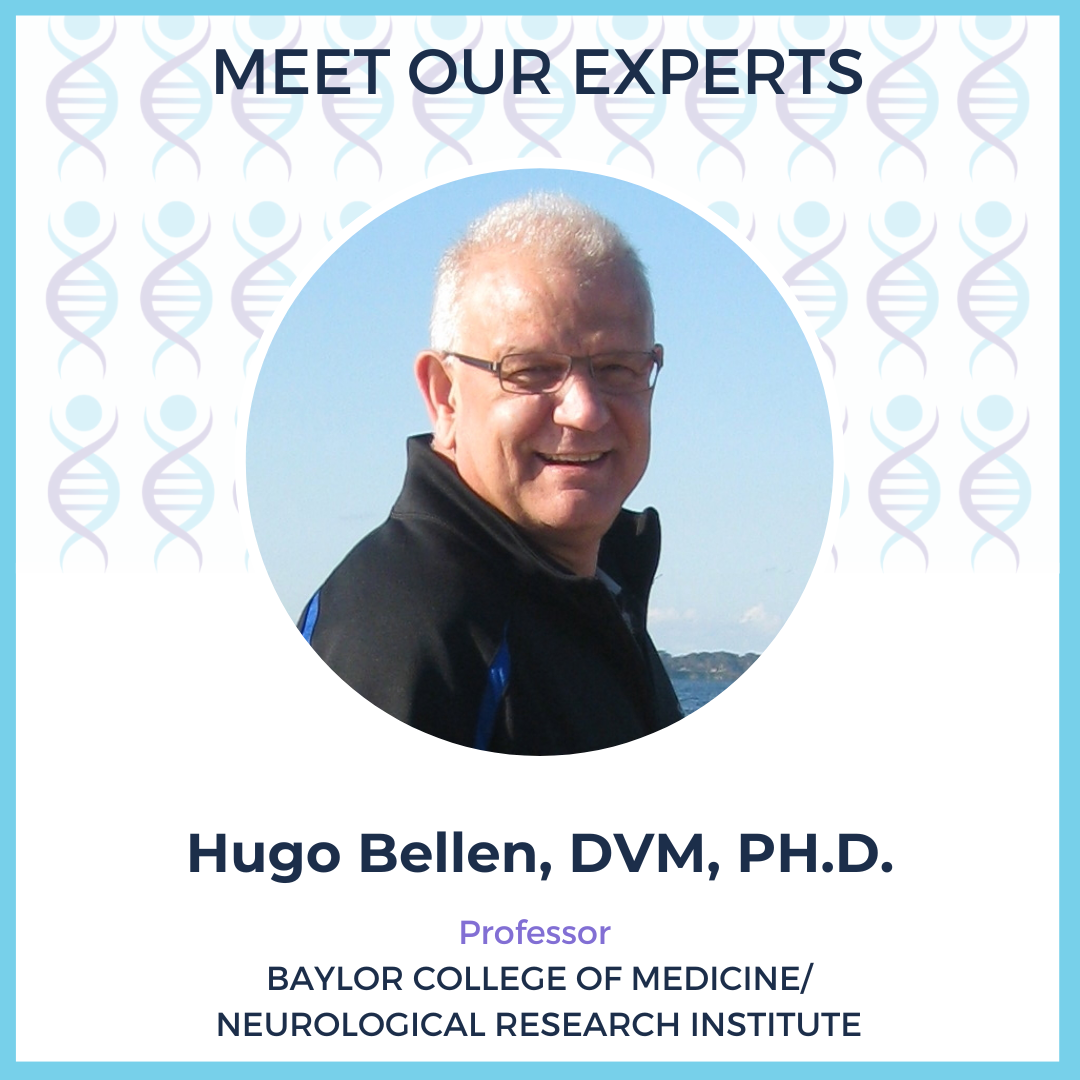 Photo of Hugo Bellen, DVM, PH.D. Professor Baylor College of Medicine/Neurological Research Institute